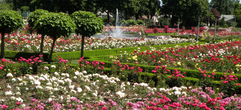 01 – Marriage is like a Rose Garden